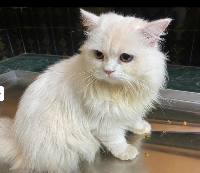 Grooming cat Photo