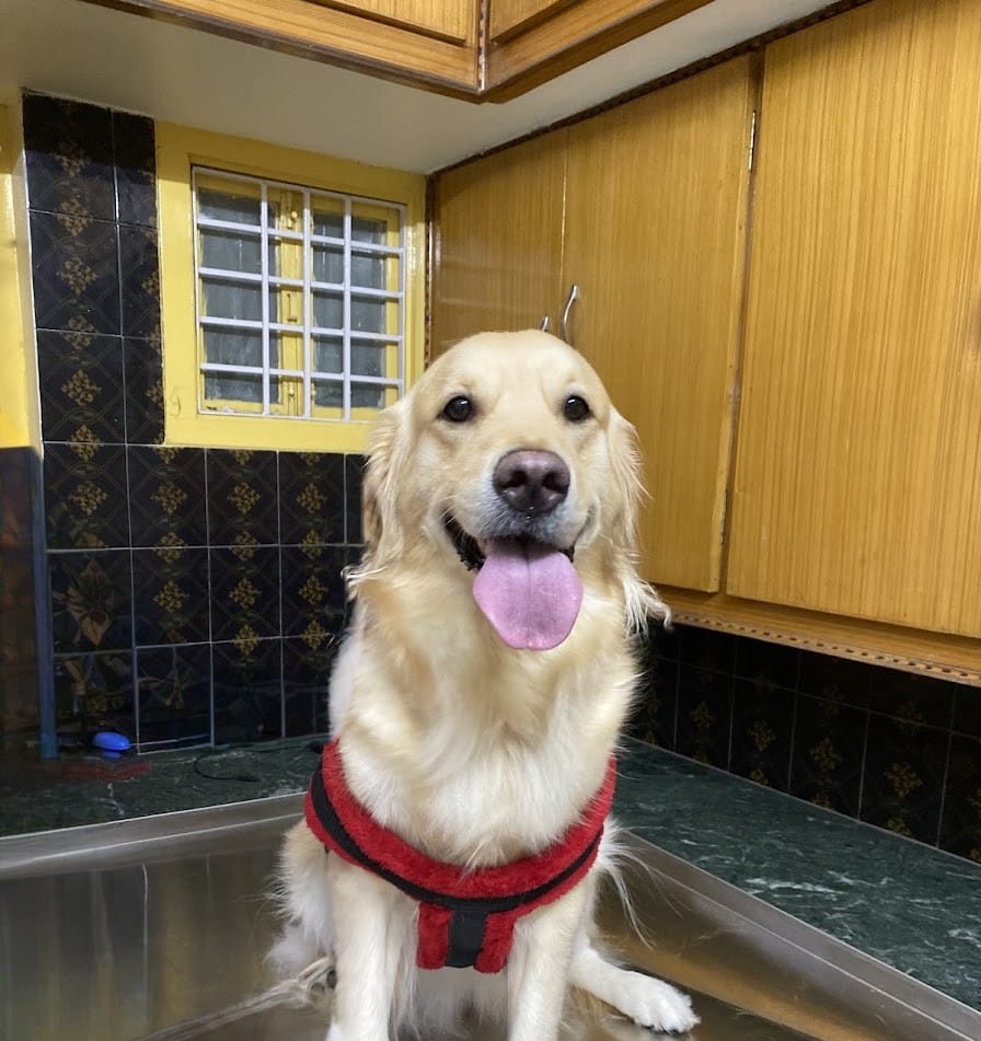 Dog treated